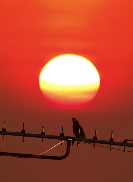鸟和太阳图片下载