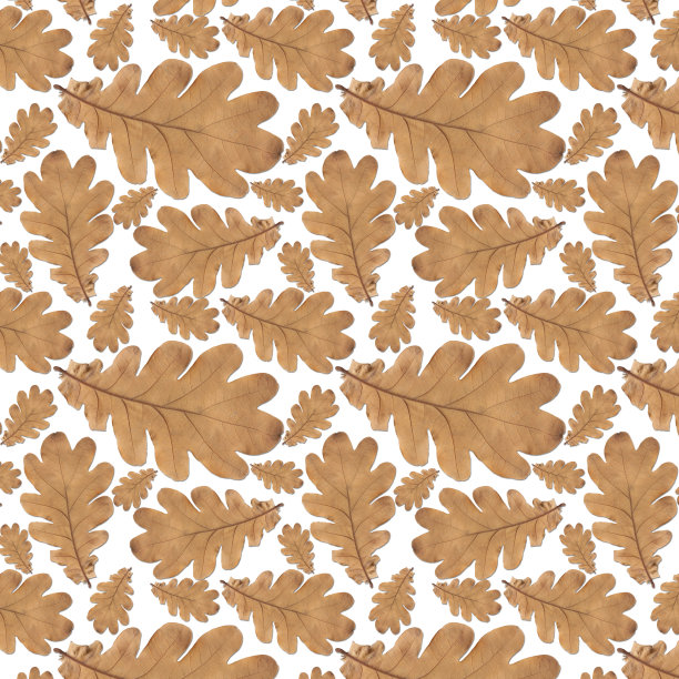 图案干燥的黄色橡树叶图片下载