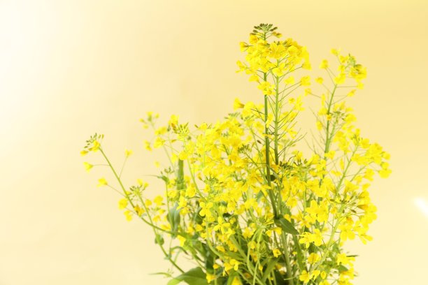 降低的油菜图片下载