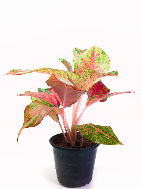 叶植物女王图片下载