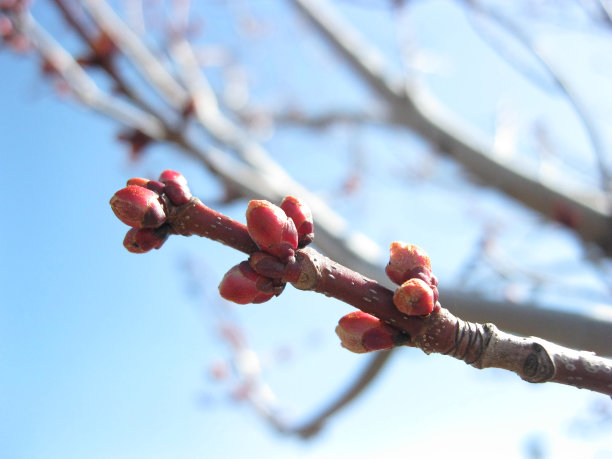 粉红色的春芽映衬着蔚蓝的天空图片下载