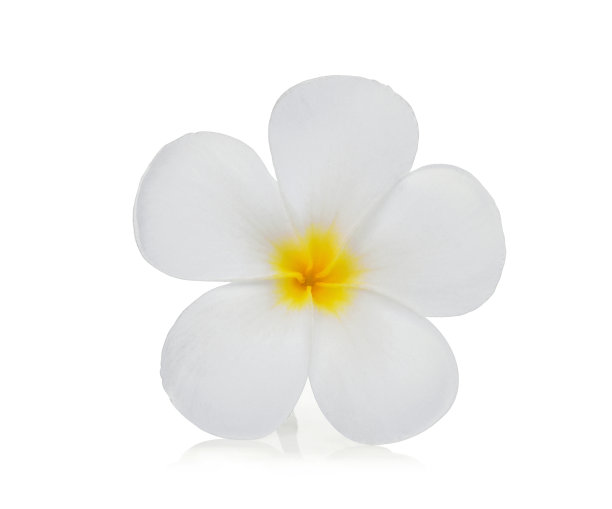 白色鸡蛋花(鸡蛋花)花孤立在白色背景上图片下载