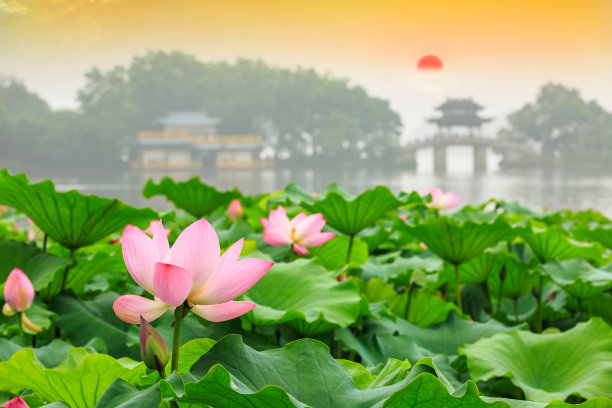 中国杭州西湖的美丽荷花图片下载