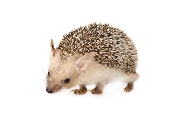 孤立在白色背景上的非洲刺猬图片下载