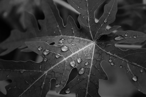 木瓜叶雨滴湿漉漉的黑白图片下载
