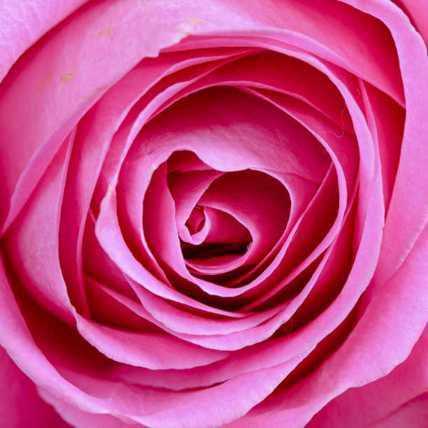 粉红色的玫瑰花图片下载