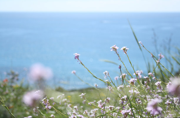 淡紫色花# 2图片下载