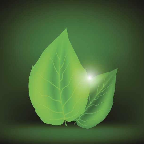 两个绿色叶子图片下载