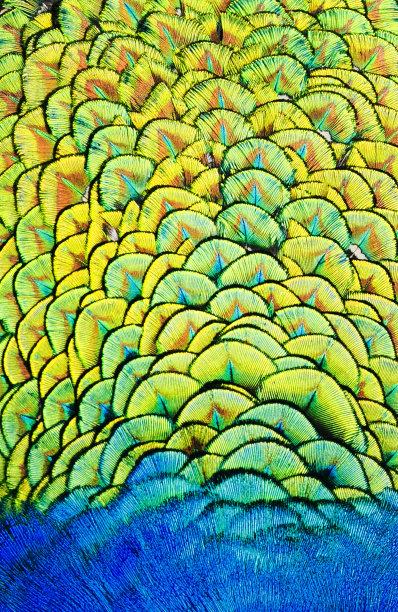 色彩鲜艳的鸟类的羽毛背景图片下载