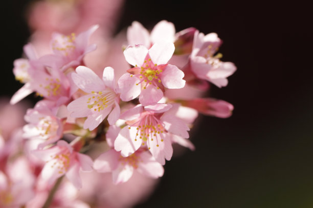 粉红色的樱花图片下载