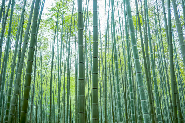 竹子素材图片