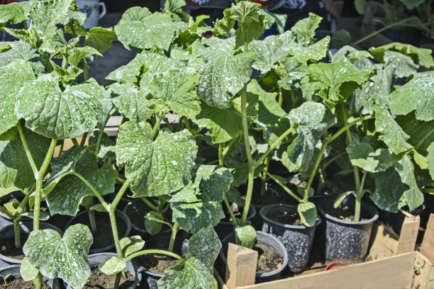 黄瓜幼苗图片下载