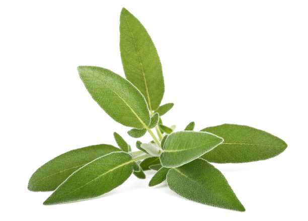 新鲜的鼠尾草小枝素材图片