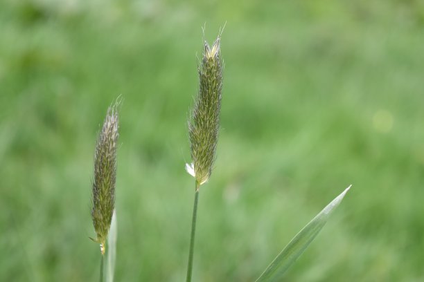 草甸狐尾草图片下载