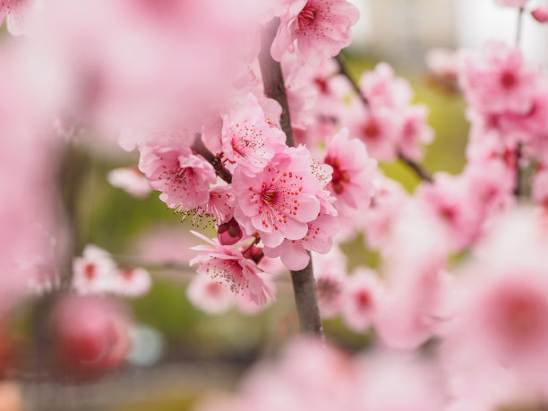 春花系列:公园里美丽的红梅，前景和背景模糊。图片下载