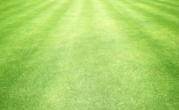 绿草的背景图片下载