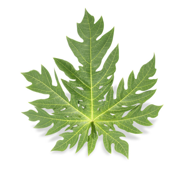 新鲜的木瓜叶子图片下载