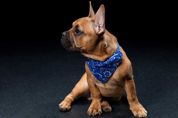 一只可爱的法国斗牛犬坐在黑色的地板上图片下载