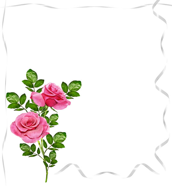 玫瑰花蕾图片下载