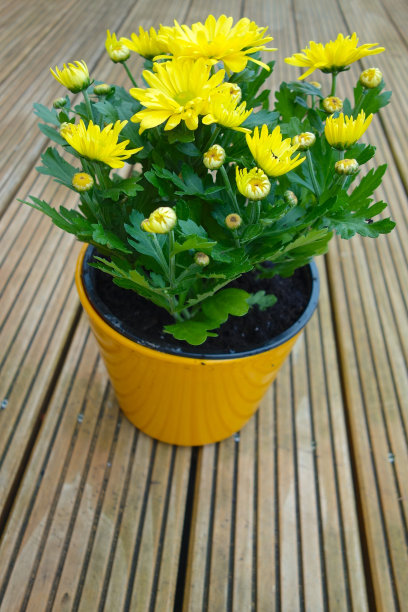 黄色的菊花图片下载