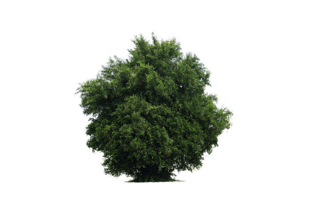 大的树。图片下载