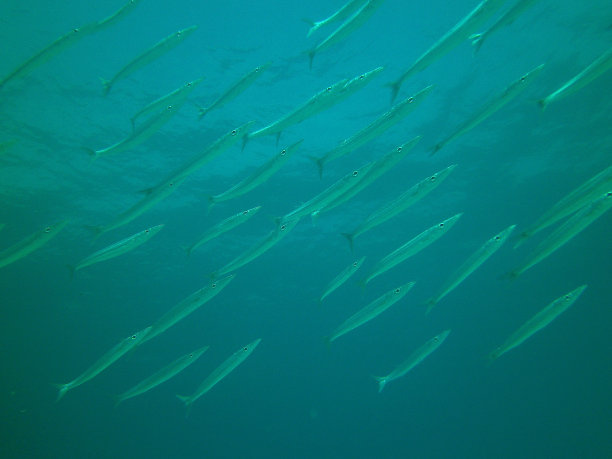 银色鱼学校-南方Sennet图片下载