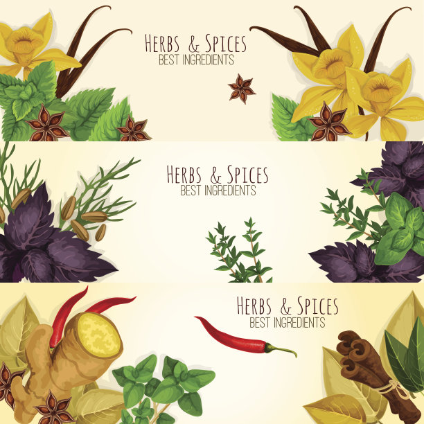 香草，香料烹饪配料矢量横幅图片下载