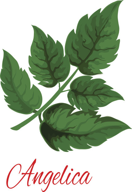 当归植物或野生芹菜绿枝图片下载