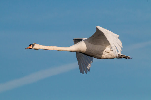 疣鼻天鹅图片下载