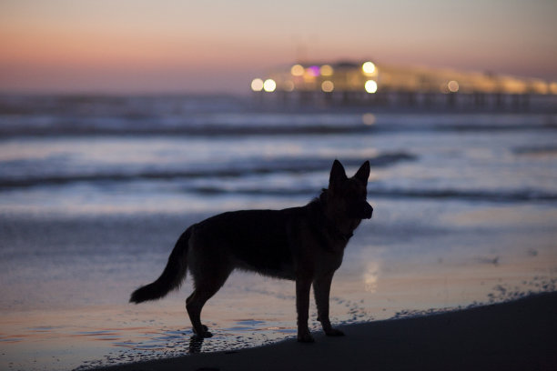 狼的狗图片下载