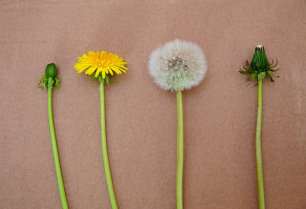 夏季背景蒲公英。蒲公英在纸上的背景。从以上观点。春天，夏天的概念。图片下载