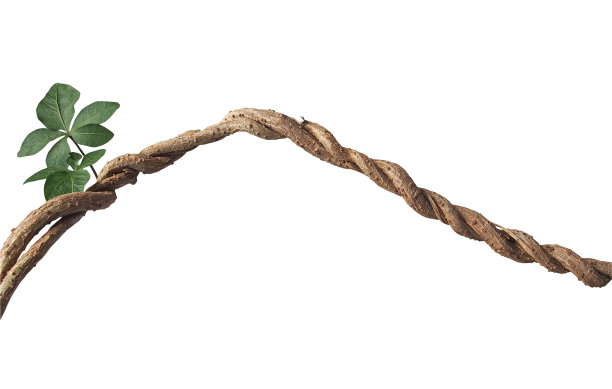 扭曲的大丛林藤蔓与叶子和发芽的野生牵牛花植物孤立在白色的背景，修剪路径包括。图片下载