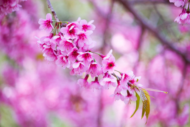 樱花图片素材ID：158359402