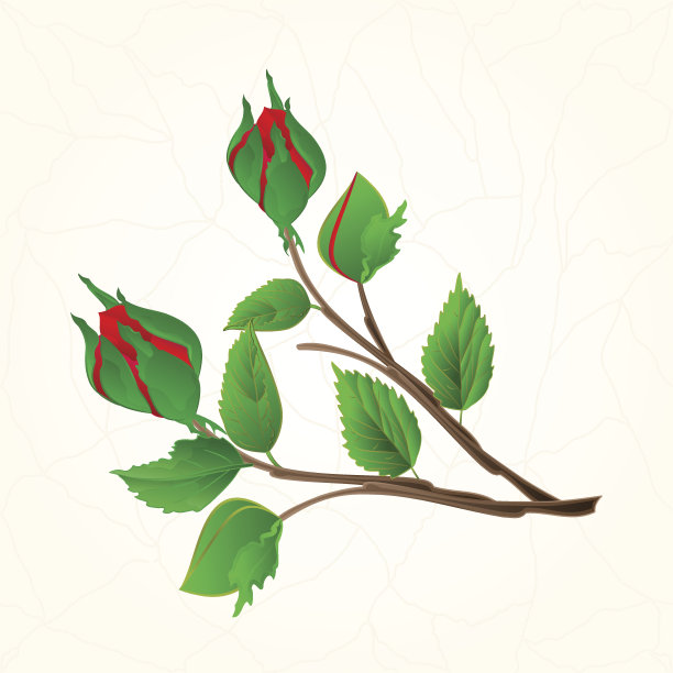 芽紫色玫瑰裂纹在瓷器古董向量图片下载