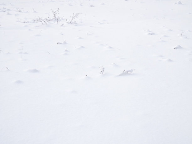 雪图片下载
