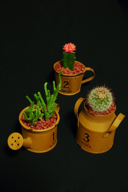 仙人掌图片下载