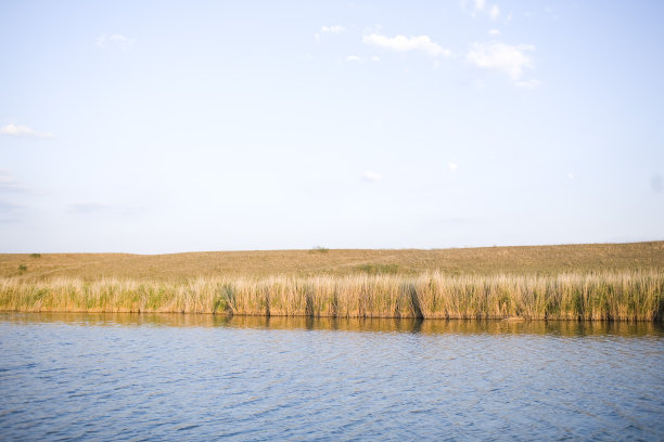 河里的芦苇，沐浴在阳光下图片下载