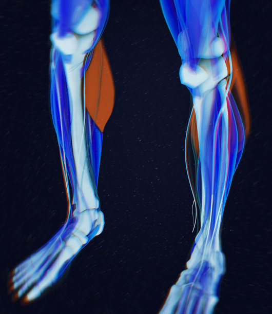 小腿肌肉，人体解剖学，腓肠肌。三维演示图片下载