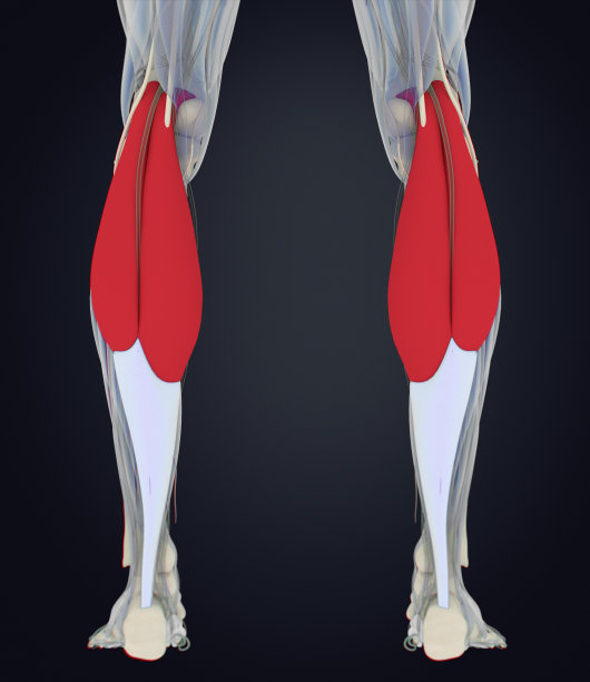 小腿肌肉，人体解剖学，腓肠肌。三维演示图片下载