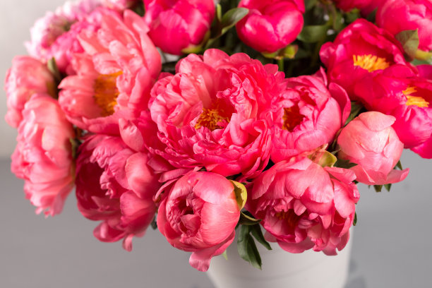 木桌花瓶上一束鲜艳的珊瑚牡丹花，灰色背景。等级的花珊瑚沙姆图片下载