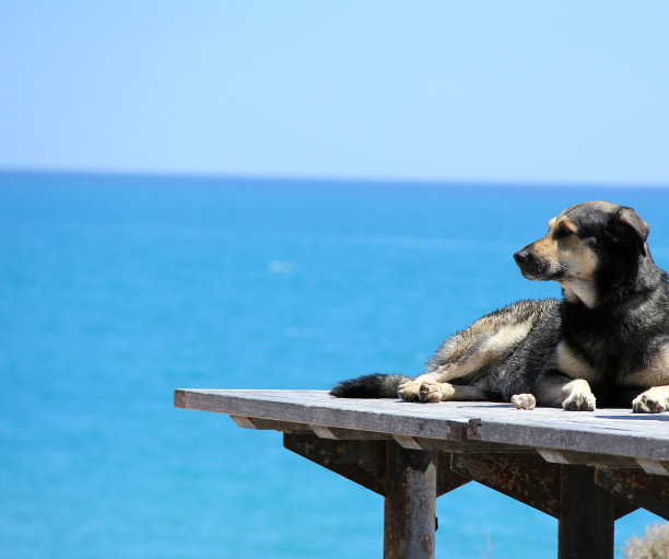 放松的狗图片下载