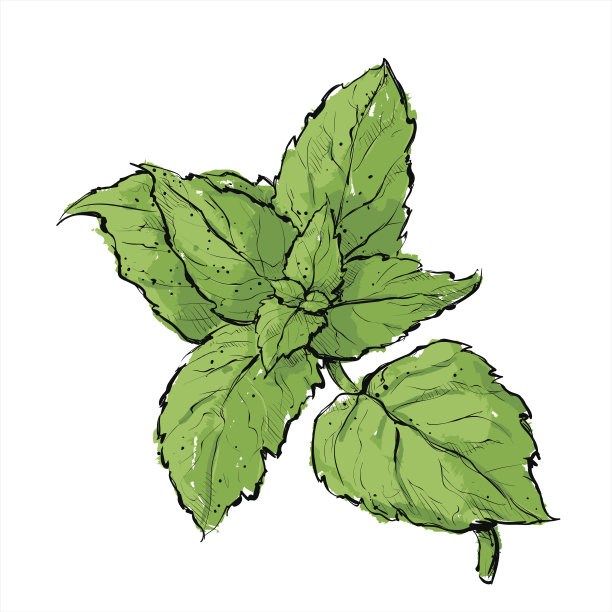 手画的薄荷。图片下载