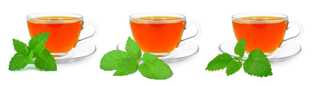 是草本植物图片下载