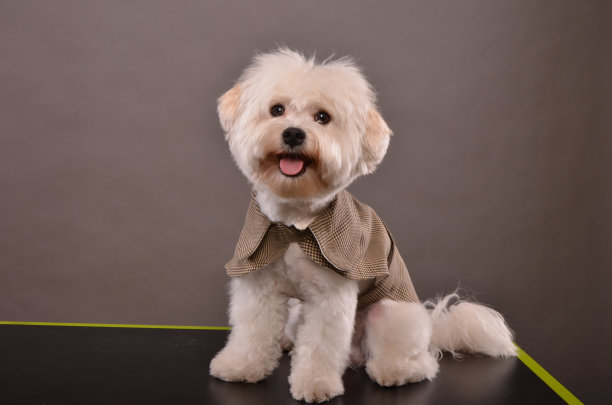 可爱的马耳他的小狗图片下载