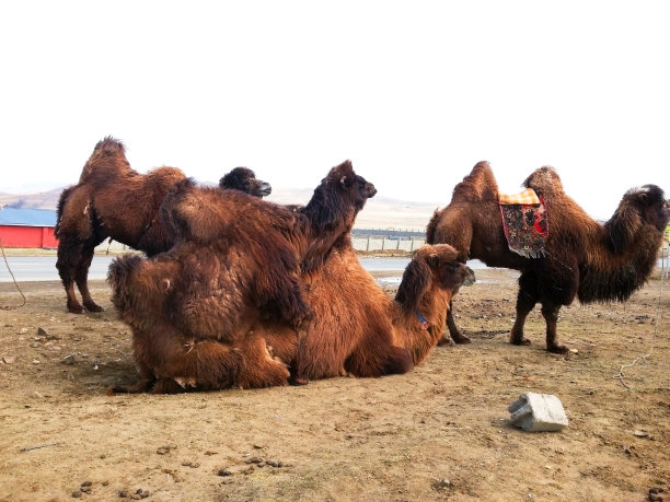 蒙古骆驼交配图片下载