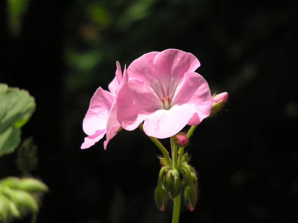 粉红色天竺葵图片下载