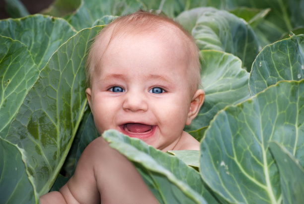 快乐美丽的小宝宝在青菜的叶子里图片下载