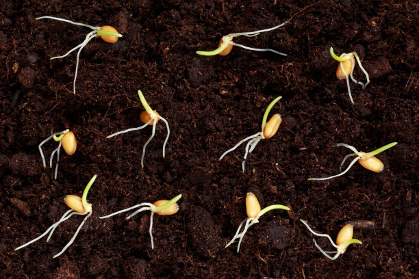 发芽小麦谷物图片下载