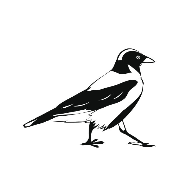 乌鸦。黑白矢量图像图片下载