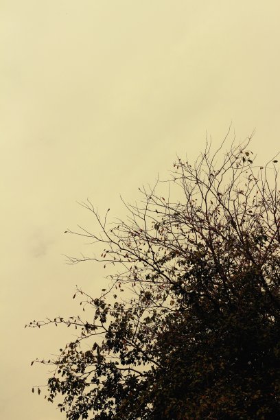 背景或纹理的蓝天和树木。图片下载